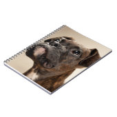 Ein Brindle Boxerwelpe, der oben neugierig schaut Notizblock (Linke Seite)