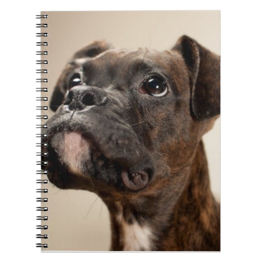 Ein Brindle Boxerwelpe, der oben neugierig schaut Notizblock (Vorderseite)