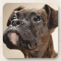 Ein Brindle Boxerwelpe, der oben neugierig schaut