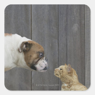 Ein Bulldog und eine Katze sind in einem Stand geg Quadratischer Aufkleber