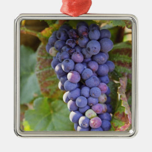 Ein Bündel Pinot Noir Trauben in einem Chambertin Ornament Aus Metall
