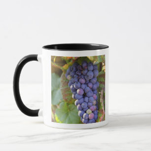 Ein Bündel Pinot Noir-Trauben in einem Chambertin Tasse