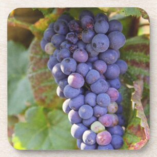 Ein Bündel Pinot Noir Trauben in einem Chambertin Untersetzer