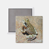 Ein Canyon Treefrog Magnet (Vorderseite/Rückseite)