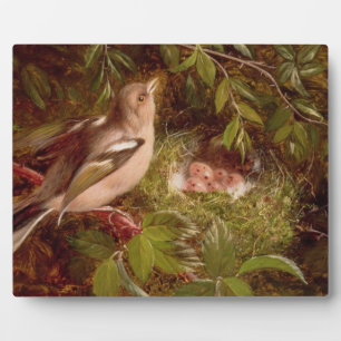 Ein Chaffinch am Nest, 1877 (Öl auf Tafel) Fotoplatte