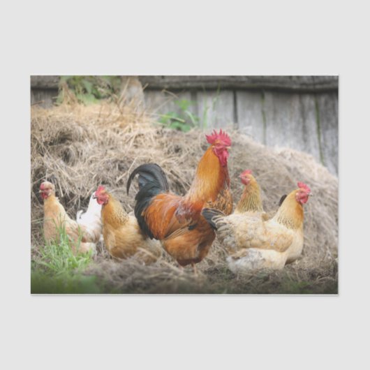 Ein Chaotic Chicken Portrait Teil 3 Seidenpapier (Vorderseite)