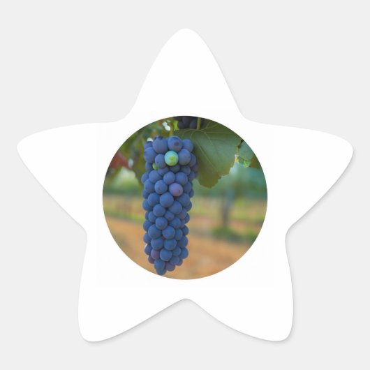 Ein Cluster Lila Trauben Stern-Aufkleber (Vorderseite)