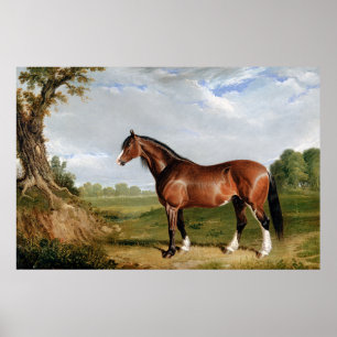 Ein Clydesdale-Hengst Poster