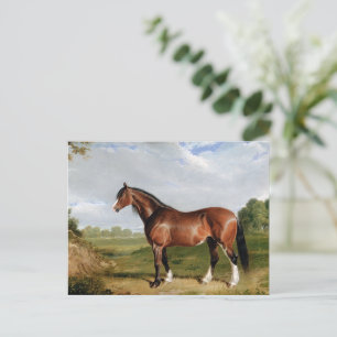 Ein Clydesdale-Hengst Postkarte