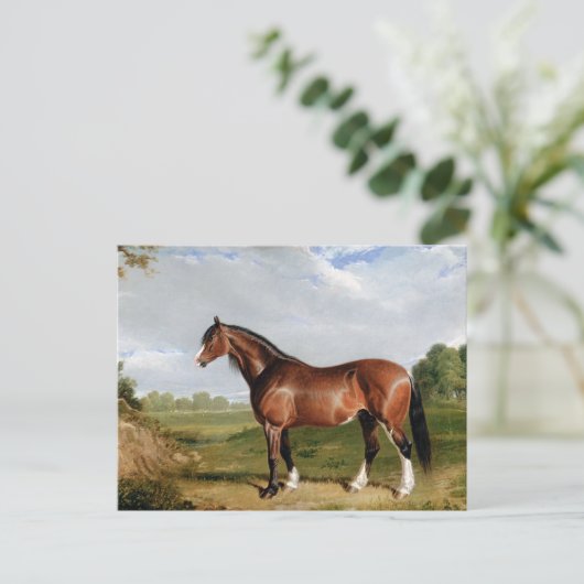 Ein Clydesdale-Hengst Postkarte (Stehend Vorderseite)