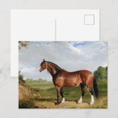 Ein Clydesdale-Hengst Postkarte (Vorne/Hinten)