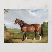 Ein Clydesdale-Hengst Postkarte (Vorderseite)