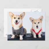 Ein Corgis-Paar auf einer Bank Postkarte (Vorne/Hinten)