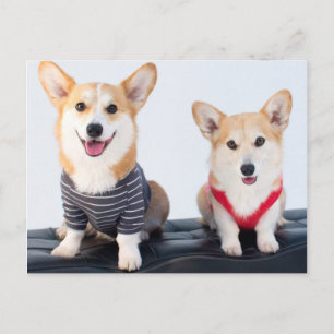 Ein Corgis-Paar auf einer Bank Postkarte