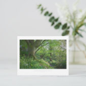 Ein cotswold Spring Wood Postkarte (Stehend Vorderseite)