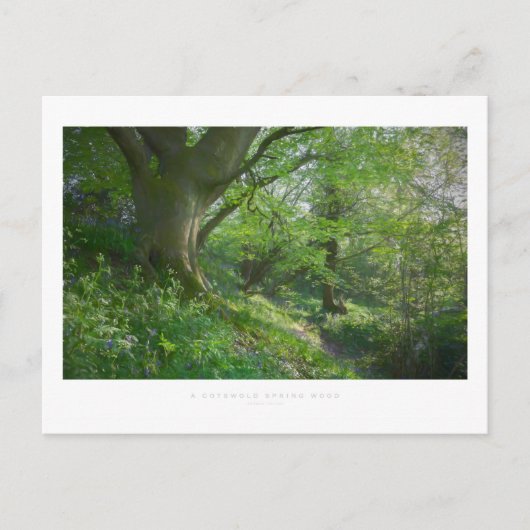 Ein cotswold Spring Wood Postkarte (Vorderseite)