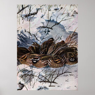 Ein Covey der virginischer Wachteln Poster