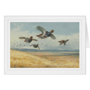 Ein Covey des Rebhuhns