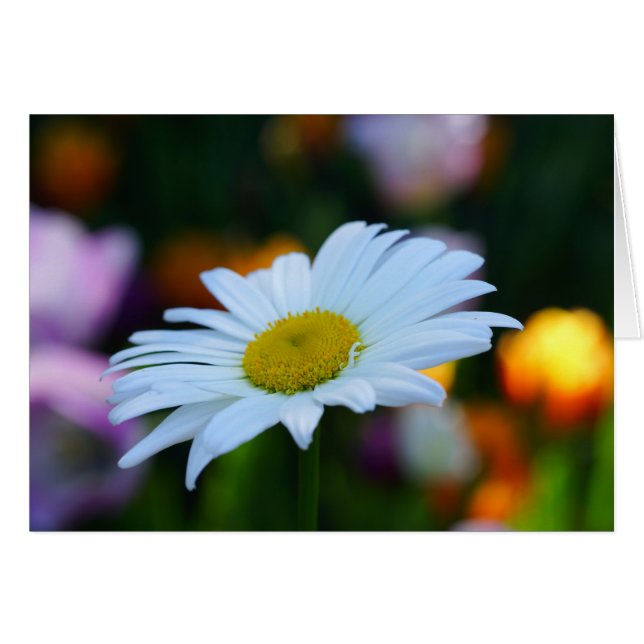Ein Daisy am Tag! (Vorderseite (Horizontal))