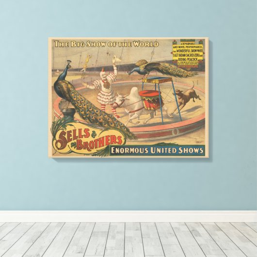 Ein Darstellender Zebu und Pfau mit Clowntrainer Leinwanddruck (Insitu (Holzboden))