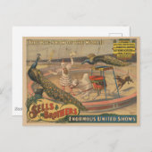 Ein Darstellender Zebu und Pfau mit Clowntrainer Postkarte (Vorne/Hinten)