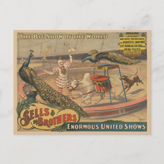 Ein Darstellender Zebu und Pfau mit Clowntrainer Postkarte (Vorderseite)