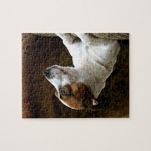 Ein denkender Jack-Russell-Terrier Puzzle (Horizontal)