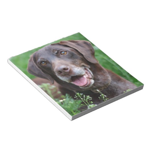 Ein deutscher Kurzhahn im Gras Notizblock (angewinkelt)