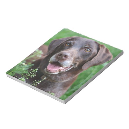 Ein deutscher Kurzhahn im Gras Notizblock (Rotiert)