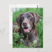 Ein deutscher Kurzhahn im Gras Postkarte (Vorne/Hinten)