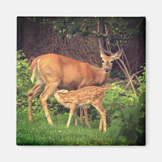Ein Doh und ihre Fawn Magnet (Vorne)