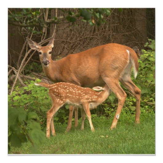 Ein Doh und ihre Fawn Poster (Vorderseite)