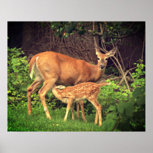 Ein Doh und ihre Fawn Poster