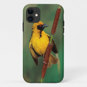 Ein Dorwebe-Vogel ruft, während er auf einem Schil Case-Mate iPhone Hülle
