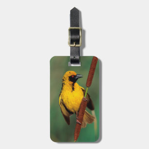 Ein Dorwebe-Vogel ruft, während er auf einem Schil Gepäckanhänger