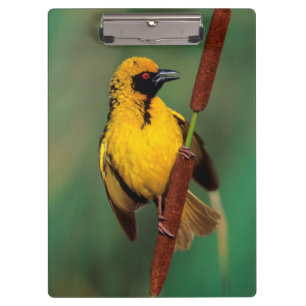 Ein Dorwebe-Vogel ruft, während er auf einem Schil Klemmbrett