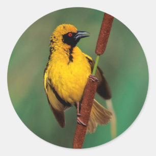 Ein Dorwebe-Vogel ruft, während er auf einem Schil Runder Aufkleber