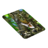 Ein Douglas-Eichhörnchen in einem Ahornbaum Magnet (Rechte Seite)