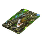 Ein Douglas-Eichhörnchen in einem Ahornbaum Magnet (Linke Seite)