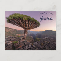 Ein Drachenblutbaum im Socotra-Jemen
