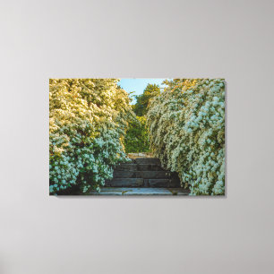 ein Dreck von weißen Spirea-Blume auf Leinwand