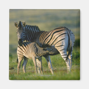 Ein EbenenZebra, der ihr Fohlen, Kwazulu Natal Magnet