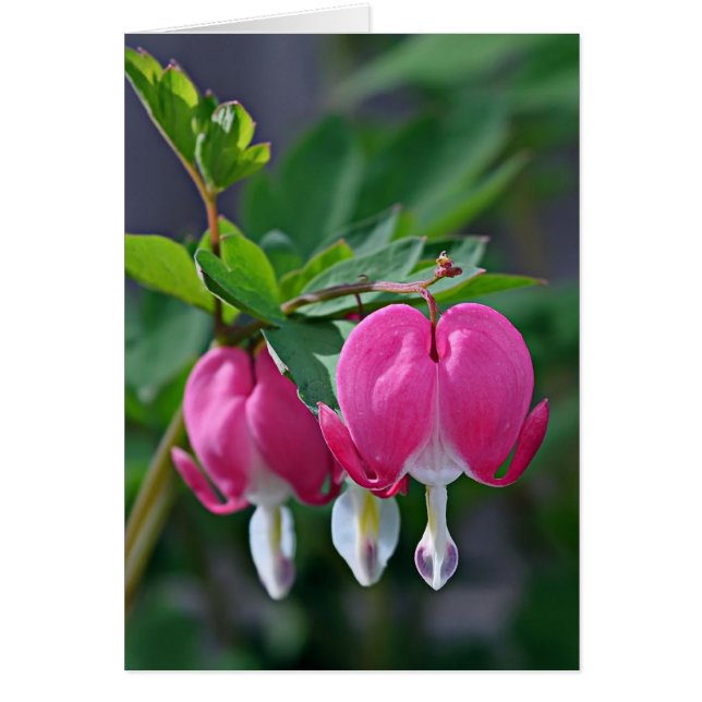 Ein echtes Herz (Vorne)