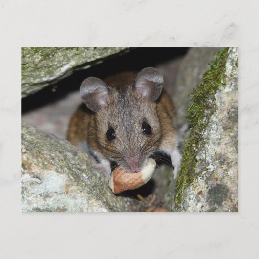 Ein echtes Mundstück Postkarte (Vorderseite)