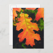 Ein Eichenholz in sechs Flüssen - Nationalwald Postkarte (Vorne/Hinten)