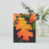 Ein Eichenholz in sechs Flüssen - Nationalwald Postkarte (Stehend Vorderseite)