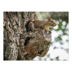 Ein Eichhörnchen hockte auf dem Knauf eines Baumes Fotodruck