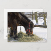 Ein einheimisches Pferd aus Gotland, wo Postkarte (Vorne/Hinten)