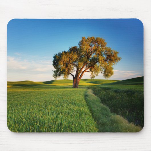 Ein einsamer Baum, umgeben von sanften Hügeln mit Mousepad (Vorne)