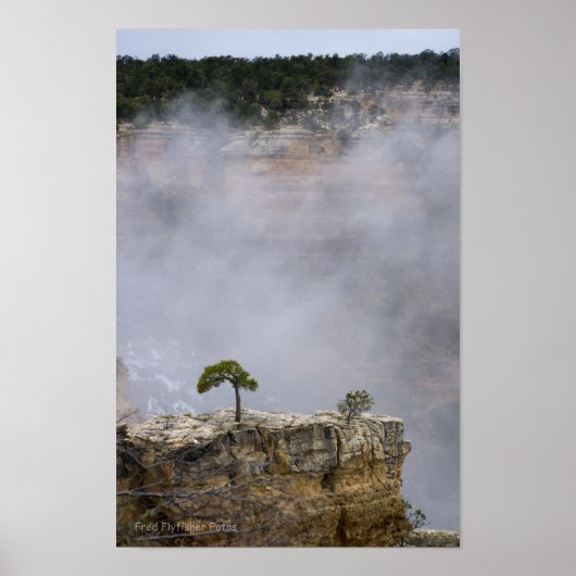 Ein einsamer Grand Canyon Tree Poster (Vorne)